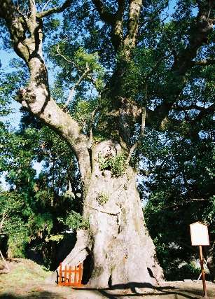 大汝牟遅神社の大楠