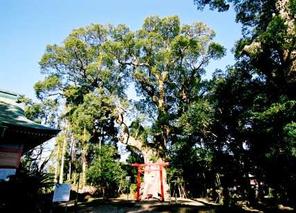 大汝牟遅神社の大楠
