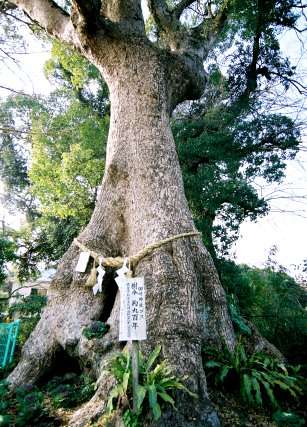 七狩長田貫神社のクスノキ