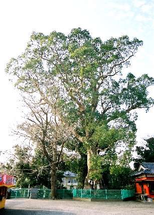 七狩長田貫神社のクスノキ