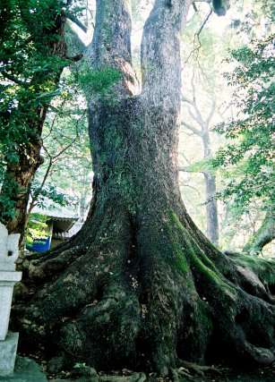 瓜生野八幡のクスノキ No2