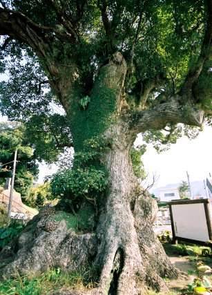 南蛮船係留の大楠