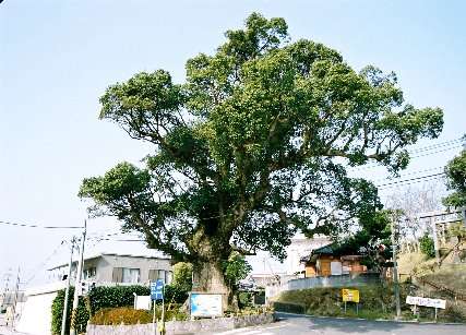 南蛮船係留の大楠