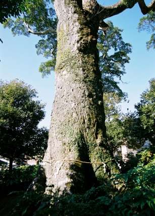 永利のオガタマノキ