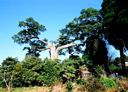 永利のオガタマノキ