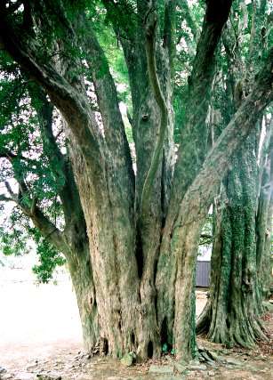 亀岡のマキ並木