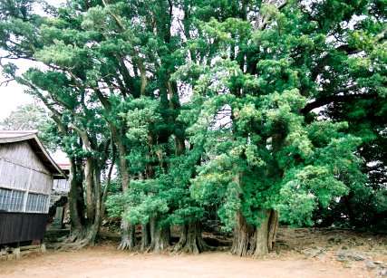 亀岡のマキ並木