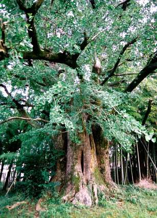 国分寺のイチョウ