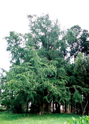 国分寺のイチョウ