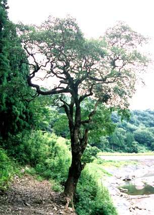 平底下のクロガネモチ