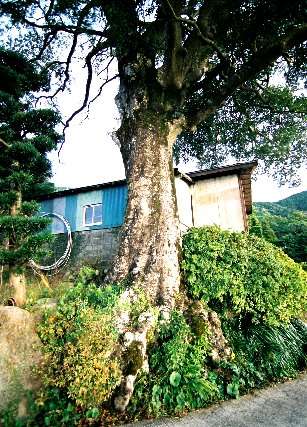 群のクロガネモチ