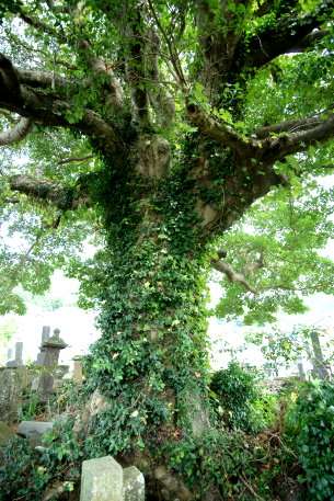 三根郷のクロガネモチ