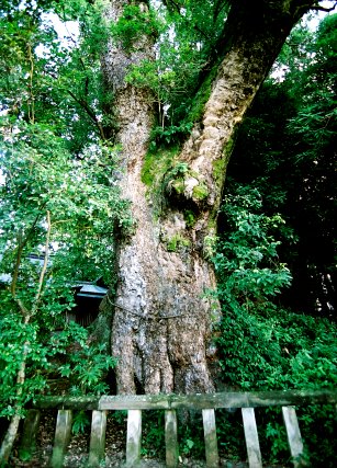 生目神社のクスノキ