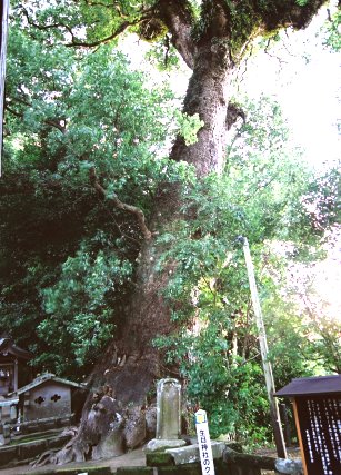 生目神社のクスノキ