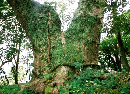 揖宿神社のクス　No1