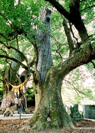 山王神社の大クス （右）