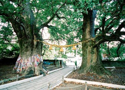 山王神社の大クス （右）
