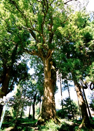 本庄八幡神社のクスノキ