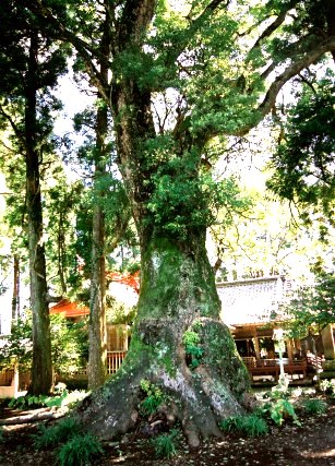 本庄八幡神社のクスノキ
