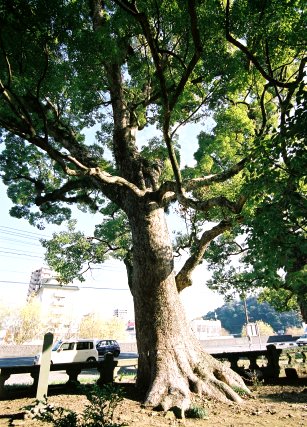 諌早神社の大クス　No2