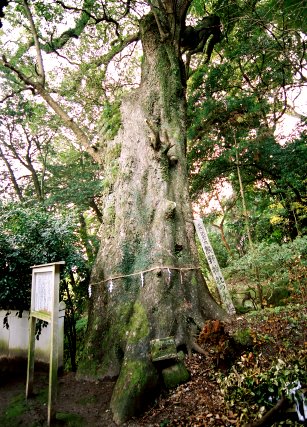 熊野神社の大クス