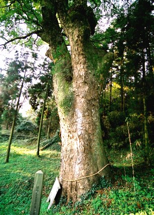 恵里神社の大クス