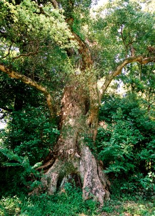 都万神社のクスノキ No2