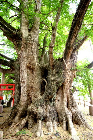 琴の大イチョウ