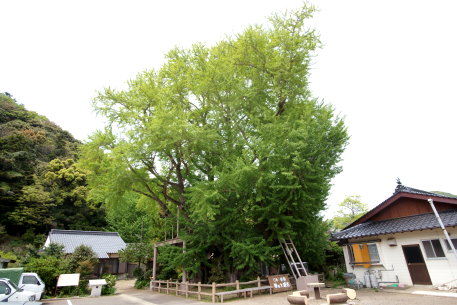 琴の大イチョウ