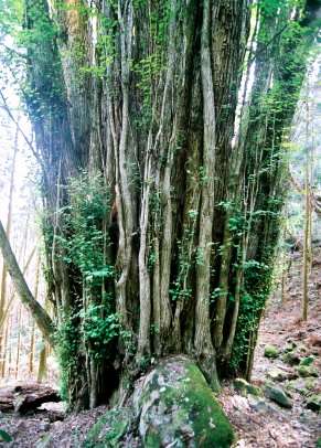 桧原山の千本カツラ