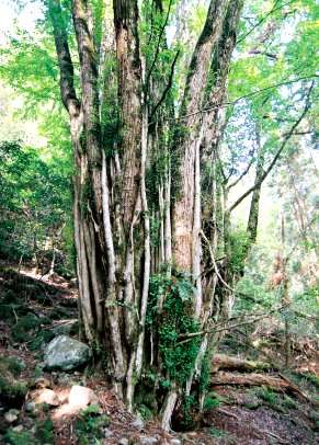 桧原山の千本カツラ