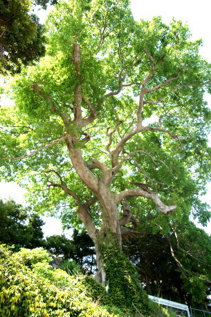 三井楽のエノキ