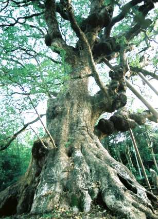 志布志の大クス