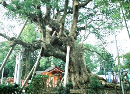 志布志の大クス