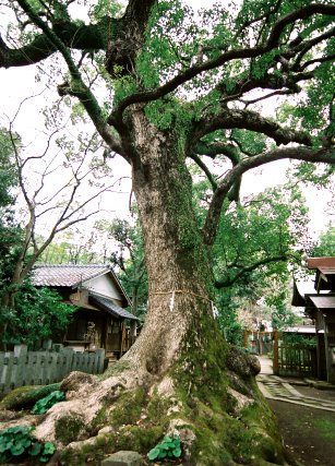松森神社のクスノキ