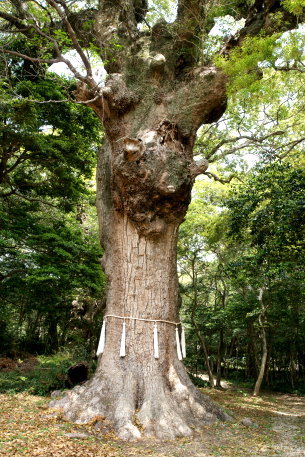 多久頭魂神社のクスノキ