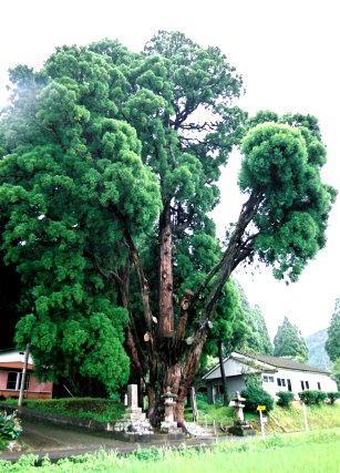 下野八幡宮の逆杉