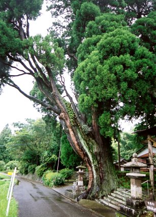 下野八幡宮の逆杉