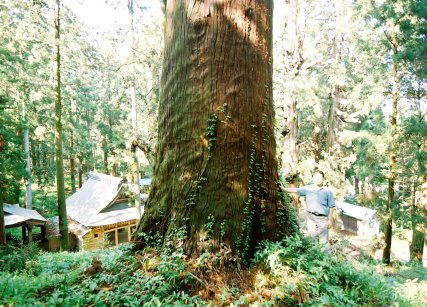 宮処野神社の杉 No2