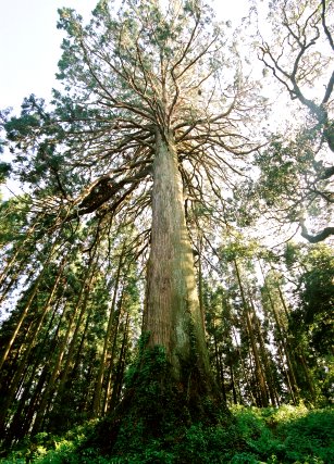 宮処野神社の杉 No2