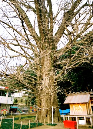 福山のイチョウ_左株