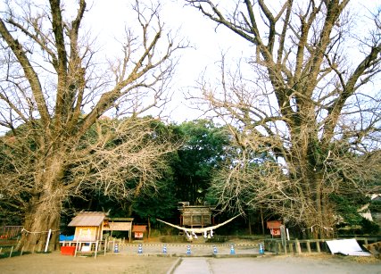 福山のイチョウ_左株