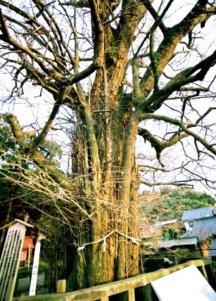 福山のイチョウ_右株