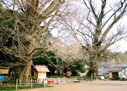 福山のイチョウ_右株