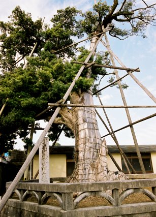 専念寺のラカンマキ