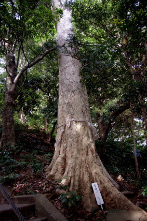 嶋大国魂御子神社のムクロジ
