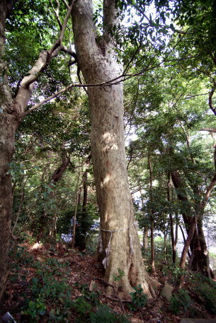 嶋大国魂御子神社のムクロジ