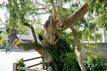 六角井のナタオレノキ