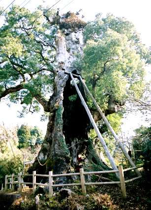 旗山神社の大クス
