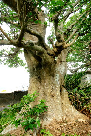 諸鈍のデイゴ　No4